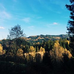 Trees in forest against sky