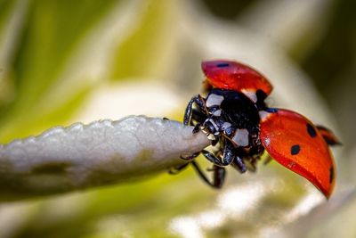 Macro shot of ladybug with fanned wings on leaf