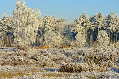 Panoramic shot of trees on field against sky