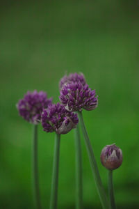 Close-up of purple flowering plant