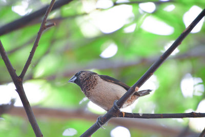animal wildlife