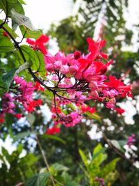 Close-up of pink flowers on tree