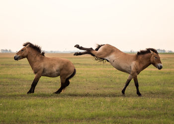 Wild horses standing on grassy landscape against clear sky