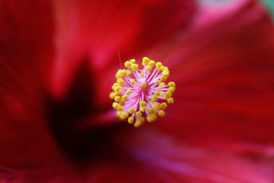 Close-up of red flower blooming outdoors