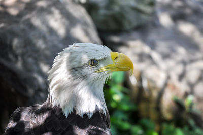 Bald eagle closeup