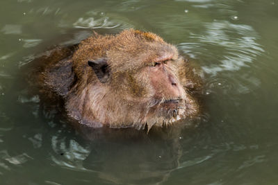 High angle view of long-tailed macaque swimming in lake