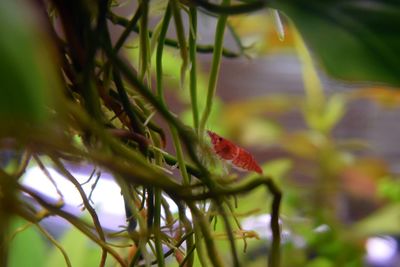 Close-up of caterpillar on plant