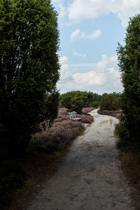 Footpath amidst trees against sky