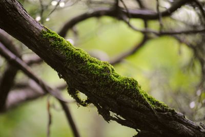 Close-up of tree trunk