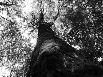 Low angle view of trees in the forest