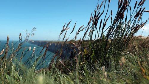 Close-up of grass on beach against clear sky