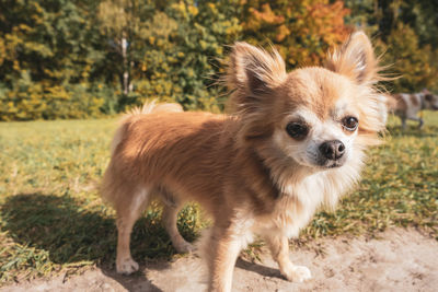 Portrait of dog standing on field