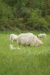 Sheep grazing in a field