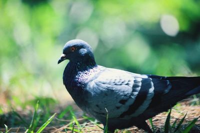 Close-up of bird perching on field