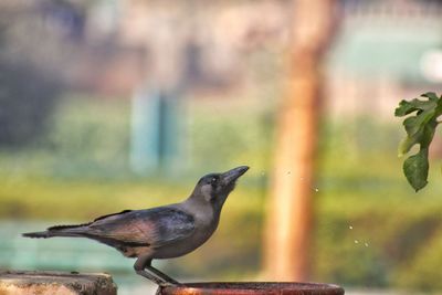 Close-up of bird perching