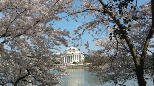 Low angle view of cherry blossoms against sky