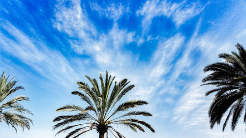 Low angle view of palm trees against blue sky