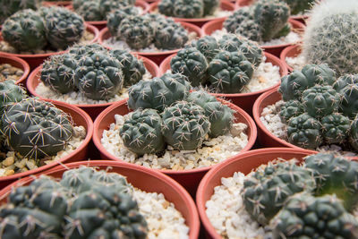 Full frame shot of succulent plants at market