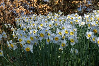 Poet's narcissus - narcissus poeticus - in bloom in suffolk, uk