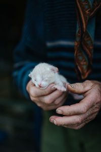 Close-up of hand holding kitten