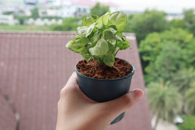 Midsection of person holding potted plant