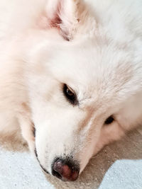 Close-up of dog resting