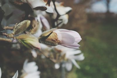 Close-up of white flowering plant on field