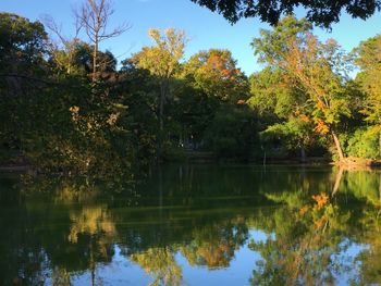 Reflection of trees in calm lake