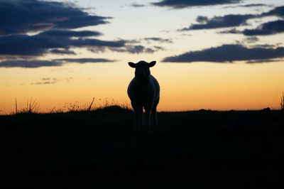 Silhouette of a sheep standing on field against sky during sunset