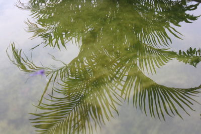 Close-up of pine tree branch