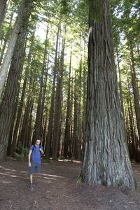 Rear view of woman walking amidst trees in forest