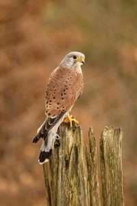 A kestrel perched in woodland.