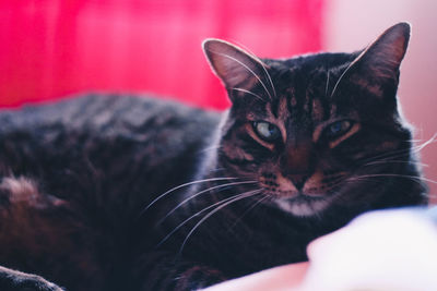 Close-up portrait of cat at home