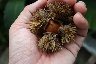 Close-up of hand holding corn
