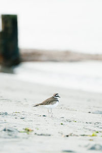 Straight on portrait of a killdeer bird on a puget sound beach