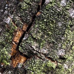 Full frame shot of tree trunk