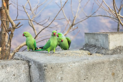 Bird perching on retaining wall