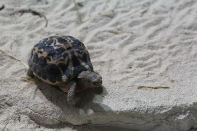 Close-up of turtle on rock