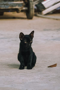 Portrait of black dog sitting outdoors