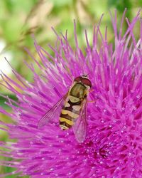 Close-up of bee pollinating on pink flower