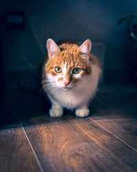 A red-haired white cat is lurking by the couch and is looking at the camera