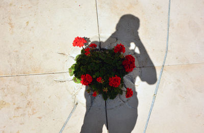 Low section of person shadow standing on flowers