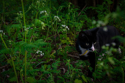 Cat standing in a field