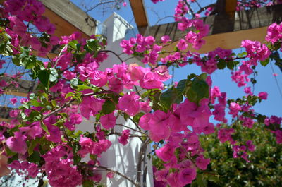 Close-up of pink flowering plant