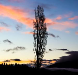 Close-up of silhouette plant against orange sky