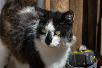 Close-up portrait of cat