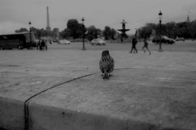 Birds perching on street in city