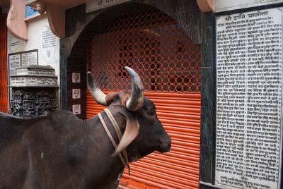 Indian cow in front of a building in streets