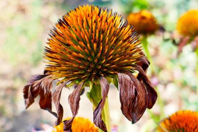 Close-up of wilted flower