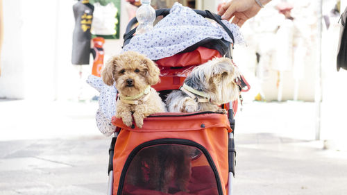 Dogs in baby carriage on footpath